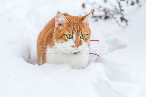 Cut кошки играет белый снега поверхность Сток-фото © artsvitlyna