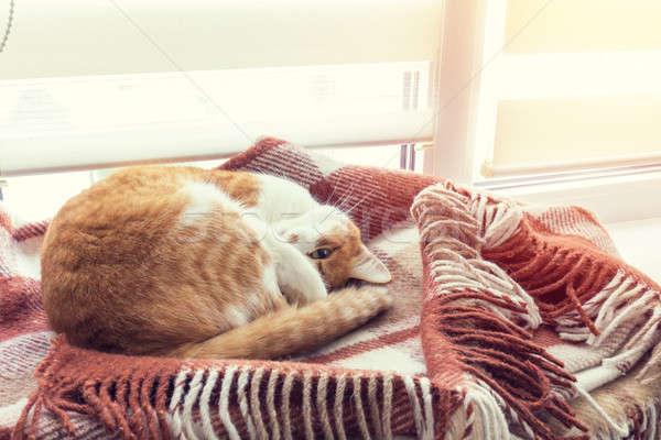 Piros macska alszik meleg gyapjú kockás Stock fotó © artsvitlyna