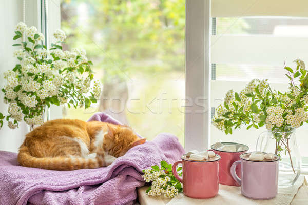 Foto stock: Gatinho · quente · confortável · casa