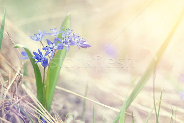 Violet tender snowdrops in the spring forest on a sunrise. Stock photo © artsvitlyna