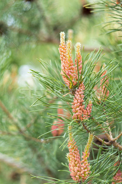 Arbre de pin pin printemps forêt jeunes Photo stock © artsvitlyna