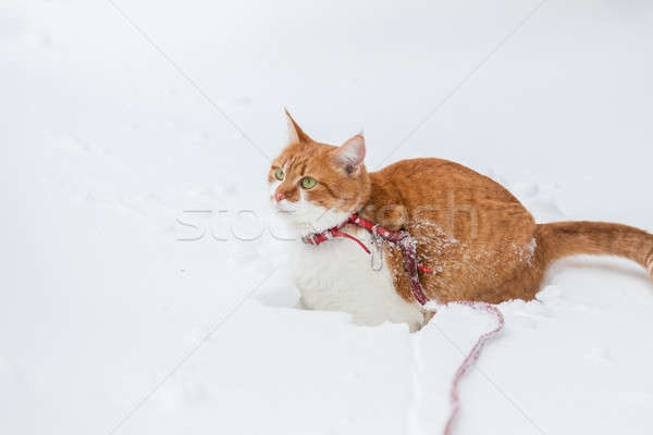 Kesmek kedi oynama beyaz kar yüzey Stok fotoğraf © artsvitlyna