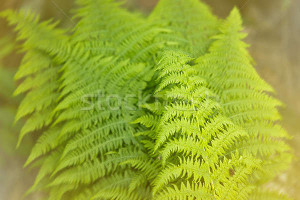 Fresh green fern leaves in the forest Stock photo © arturkurjan
