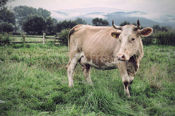 корова луговой небе трава пейзаж области Сток-фото © arturkurjan