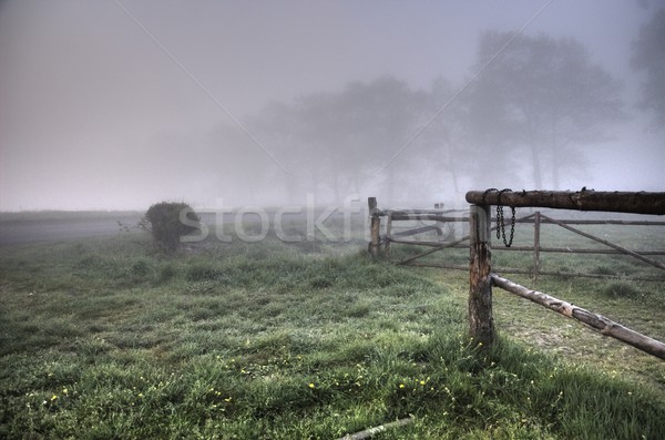 ストックフォト: 霧の · 表示 · フィールド · 空 · 春 · 草