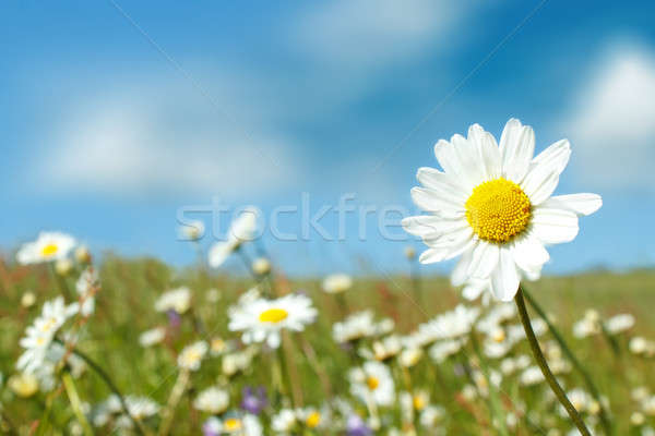 Blanche fleurs prairie printemps soleil [[stock_photo]] © artush