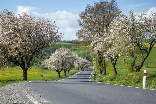 road with alley of cherry trees in bloom Stock photo © artush