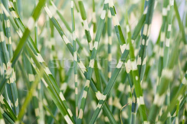 stripped ornamental grass background Stock photo © artush