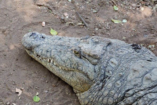 Portrait of a Nile Crocodile Stock photo © artush