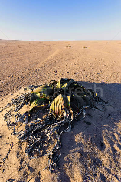 Welwitschia mirabilis, Amazing desert plant, living fossil Stock photo © artush