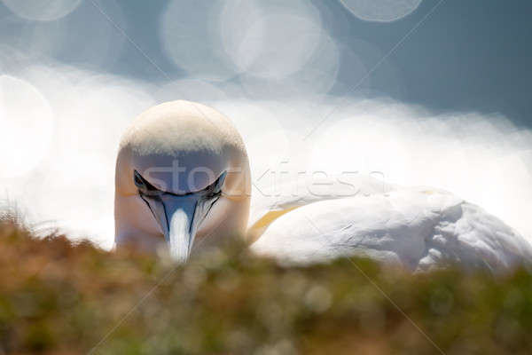 northern gannet sitting on the nest Stock photo © artush