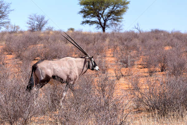 Gemsbok, Oryx gazella in kgalagadi Stock photo © artush