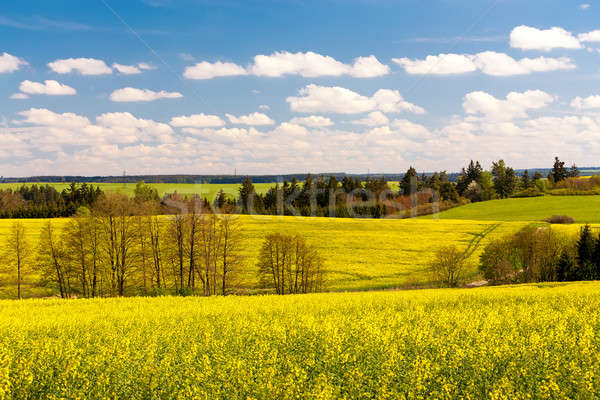 Beautiful summer rural landscape Stock photo © artush