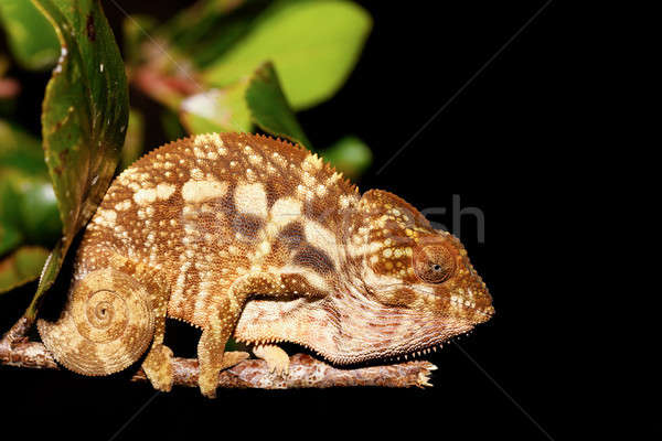 красивой Panther Chameleon Мадагаскар фото янтарь Сток-фото © artush