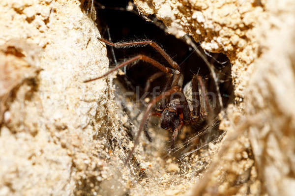 garden spider in the Liocranidae family Stock photo © artush