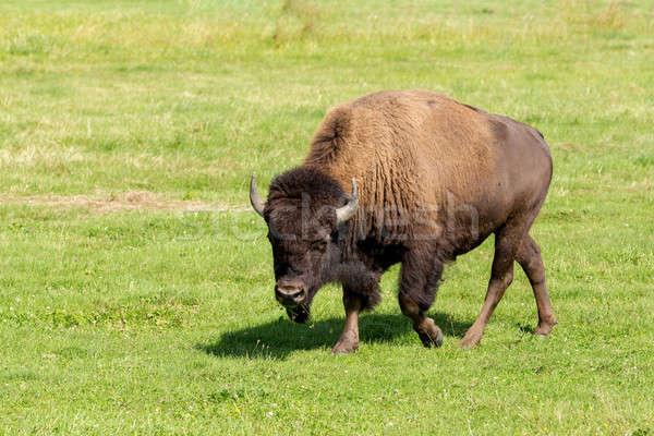 Bison einfach Gras Natur Sommer Stock foto © artush