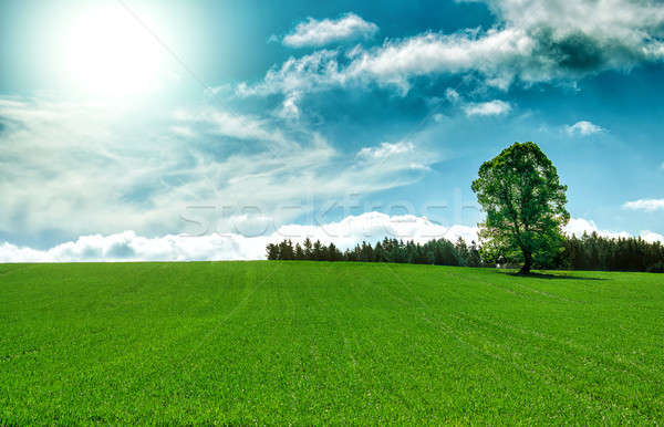 Сток-фото: весны · пейзаж · дерево · Blue · Sky · солнце · области