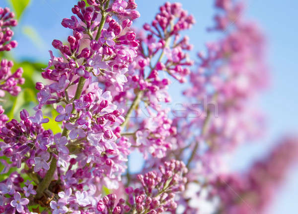 Stock fotó: Tavasz · orgona · virágok · zöld · ág · virág