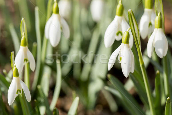 Stock photo: Snowdrop bloom in springtime