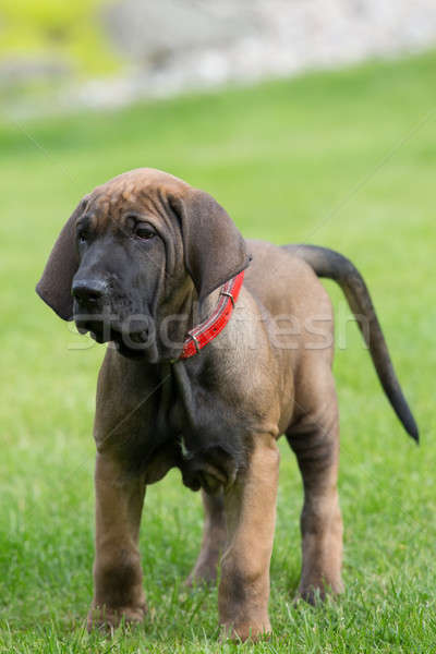 Jovem cachorro mastim ao ar livre grama verde flor Foto stock © artush