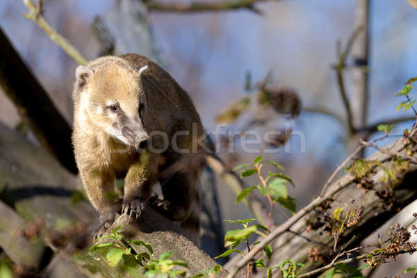 South American coati (Nasua nasua) Stock photo © artush