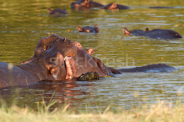 Dwa młodych mężczyzna hipopotam otwarte Zdjęcia stock © artush