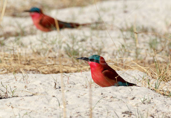 large nesting colony of Nothern Carmine Bee-eater Stock photo © artush