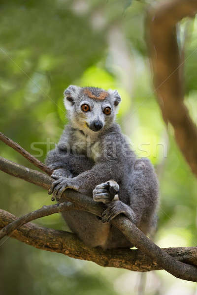 crowned lemur Ankarana National Park Stock photo © artush