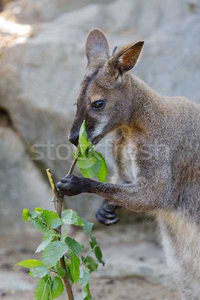 Red-necked Wallaby kangaroo baby graze Stock photo © artush