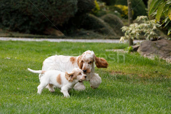 Stock foto: Reinrassig · Englisch · Welpen · Familie · genießen · spielen