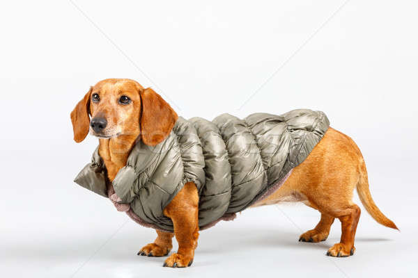 adorable small dog Dachshund with winter cloth Stock photo © artush