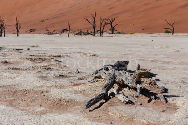 Belle paysage caché désert sunrise morts [[stock_photo]] © artush