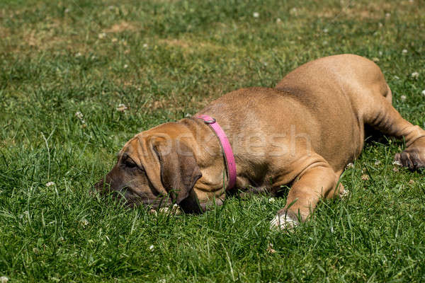 Cachorro mastim ao ar livre grama verde flor segurança Foto stock © artush