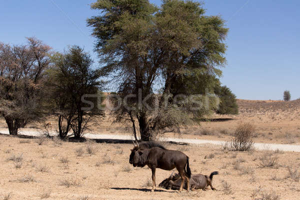 wild (Connochaetes taurinus) Blue Wildebeest Stock photo © artush