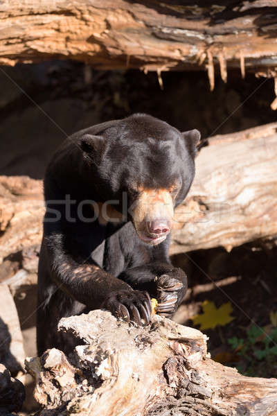 Sun bear also known as a Malaysian bear Stock photo © artush