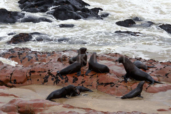 sea lions in Cape Cross, Namibia, wildlife Stock photo © artush
