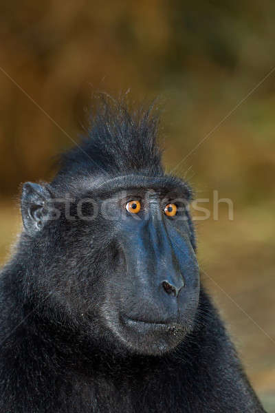Stock photo: Celebes crested macaque