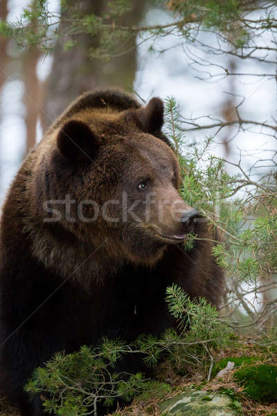 brown bear (Ursus arctos) in winter forest Stock photo © artush