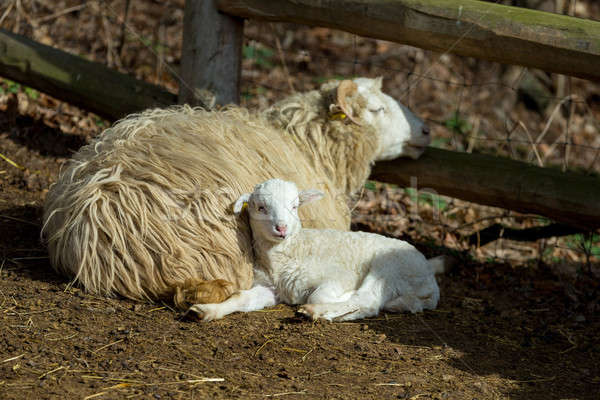 Sheep with lamb on rural farm Stock photo © artush