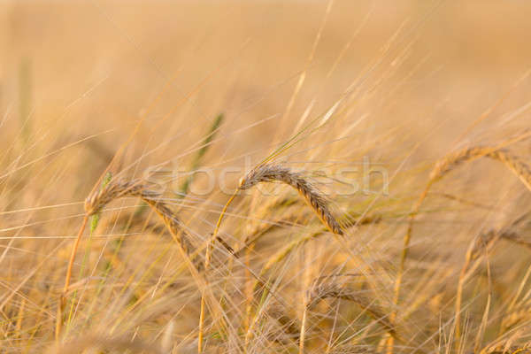 Stock photo: Organic golden spring wheat grains 
