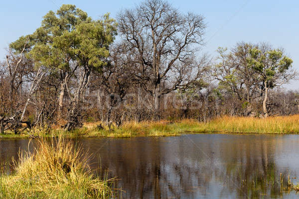 Juego reserva delta Botswana África hermosa Foto stock © artush