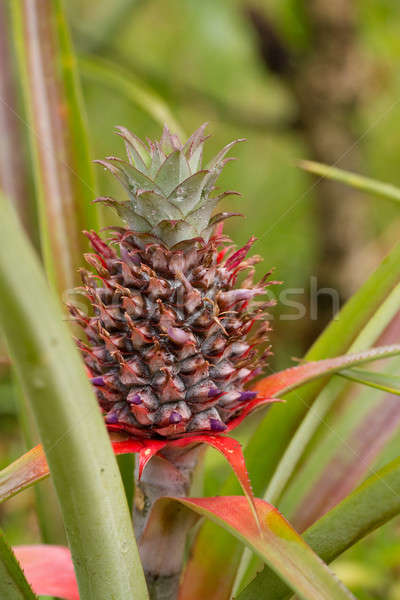Pineapple tropical fruit in garden, madagascar Stock photo © artush