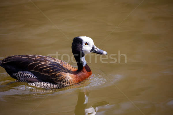 ördek küçük dere doğa yeşil göl Stok fotoğraf © artush