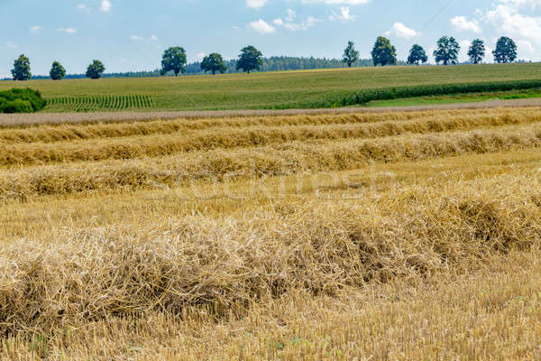 summer partially harvested wheat field Stock photo © artush