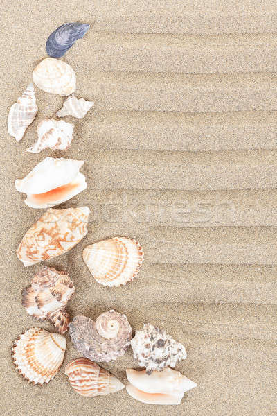 Foto stock: Mar · conchas · arena · playa · naturaleza · fondo