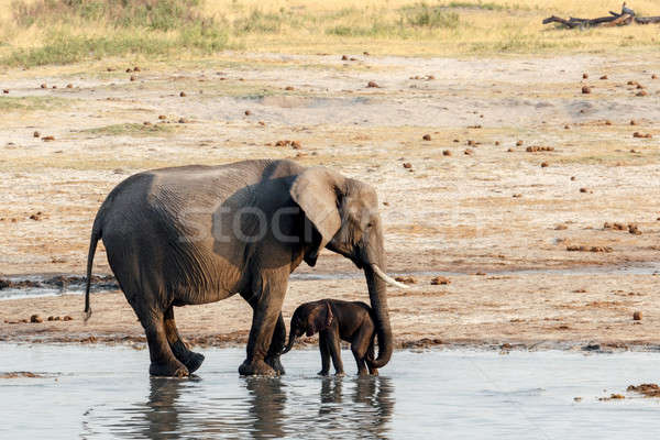 African elephants with baby elephant drinking at waterhole Stock photo © artush