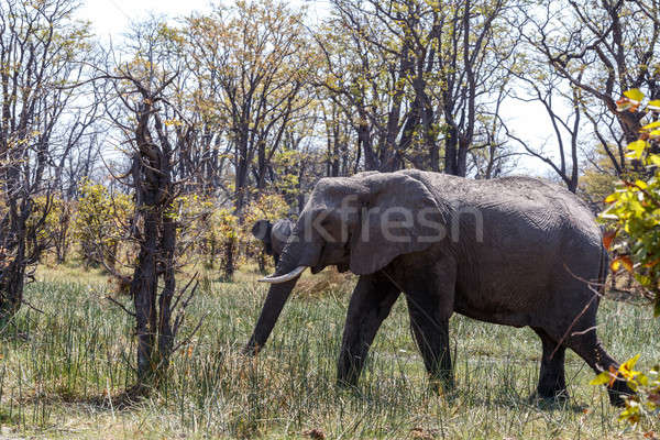 African Elephant Moremi Game reserve, Okawango Delta Stock photo © artush