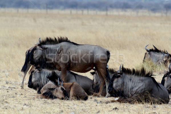 wild Wildebeest Gnu Stock photo © artush