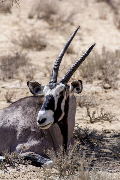 close up portrait of Gemsbok, Oryx gazella Stock photo © artush
