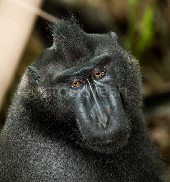 portrait of Celebes crested macaque, Sulawesi, Indonesia Stock photo © artush